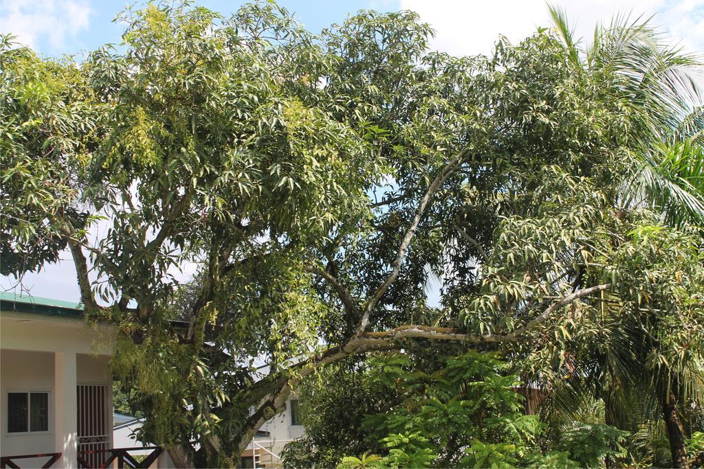 Asteria Studios Paramaribo Exteriör bild