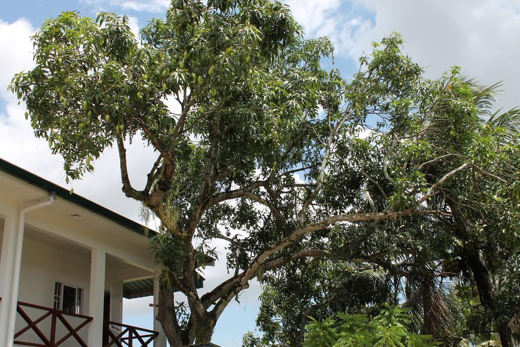 Asteria Studios Paramaribo Exteriör bild